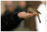 Les enfants aux oiseaux