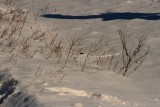 IMG_1228.JPG