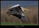 White Pelican - Pelecanus onocrotalus