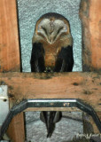 Barn Owl-Adult