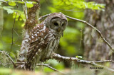 Hunting-Barred Owl