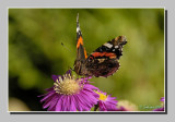 Vanessa atalanta