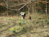 Picking Daffodils.jpg