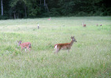 Deer Field 008.jpg