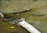 Mingo 10-14-07 003.jpg