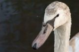 Juvenile Mute Swan