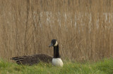 Canada Goose