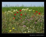 Roadside Wildflowers, Algarve, Portgual