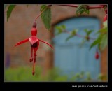 Croft Castle Walled Gardens #18