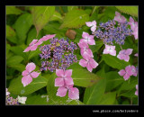 Pink Hydraenger, Portmeirion 2007