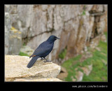 Cape Point Song Bird