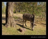 Zambezi Sun Hotel Zebra