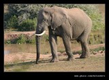 Lone Elephant #3