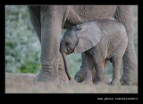 Elephants Drinking at Dusk #08