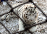 One of two White Siberian Tigers