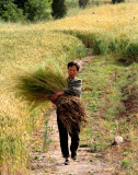 Harvest - Temple Field