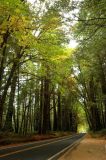 Redwoods02.JPG