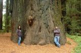 Redwoods06.JPG