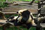 Chengdu Pandas