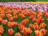 Ottawa Tulip festival