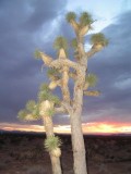 Desert Cactus 2
