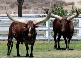 Pair of Watusi Cattle in Temecula