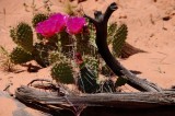 Cactus Flower - Utah