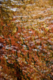 Colorful Sparkling Streambed