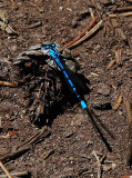 Sureal Bluet Damsfly