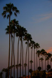 La Jolla Cove Series - Our Beautiful Palms