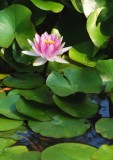 Beautiful Lilies in the Pond