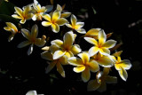 Can You Smell the Plumeria?