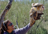 An owl at the Desert Museum