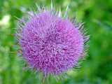 A thistle blooming on the Stones River Greenway