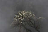 Magnoia in the mist