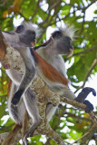 Red Colobus Monkey