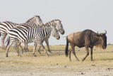 Zebra and Wildebeeste