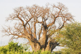 Baobab tree