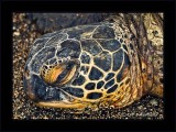 Honu Closeup: Wake up call