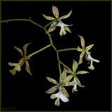 Epidendrum stanfordianum