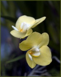  phalaenopsis