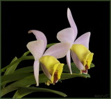 Cattleya
