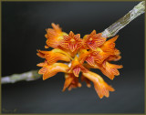 Dendrobium bullenianum