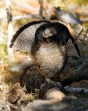 Ruffed Grouse