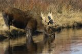 Old Moose drinking