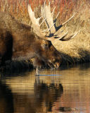 Moose drinking