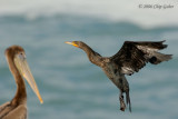 cormorant1