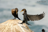 cormorant2