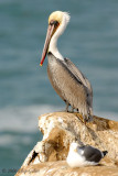 Brown Pelican