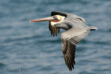 Brown Pelican in flight